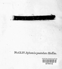 Diaporthe niessliana image